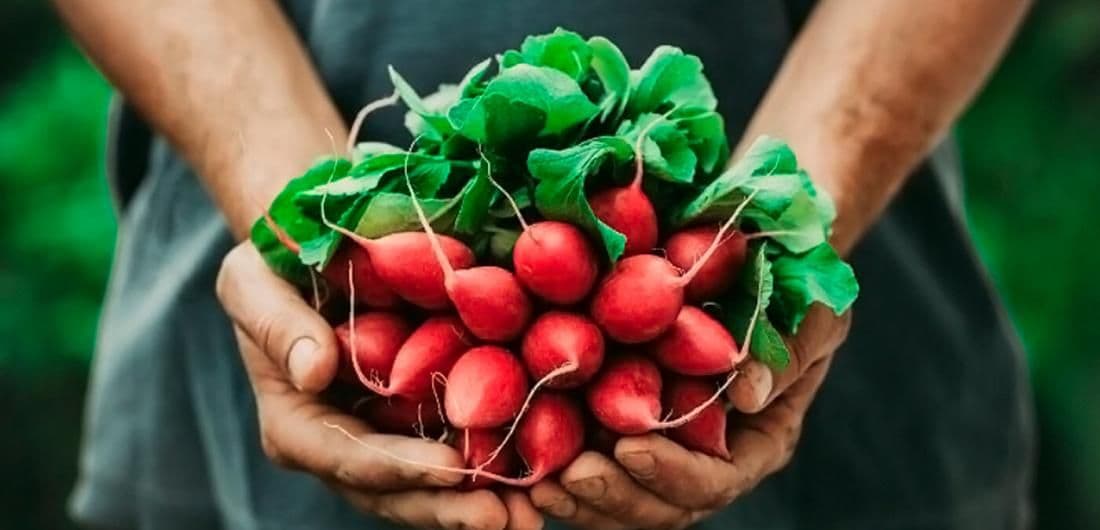 Alimentos orgánicos