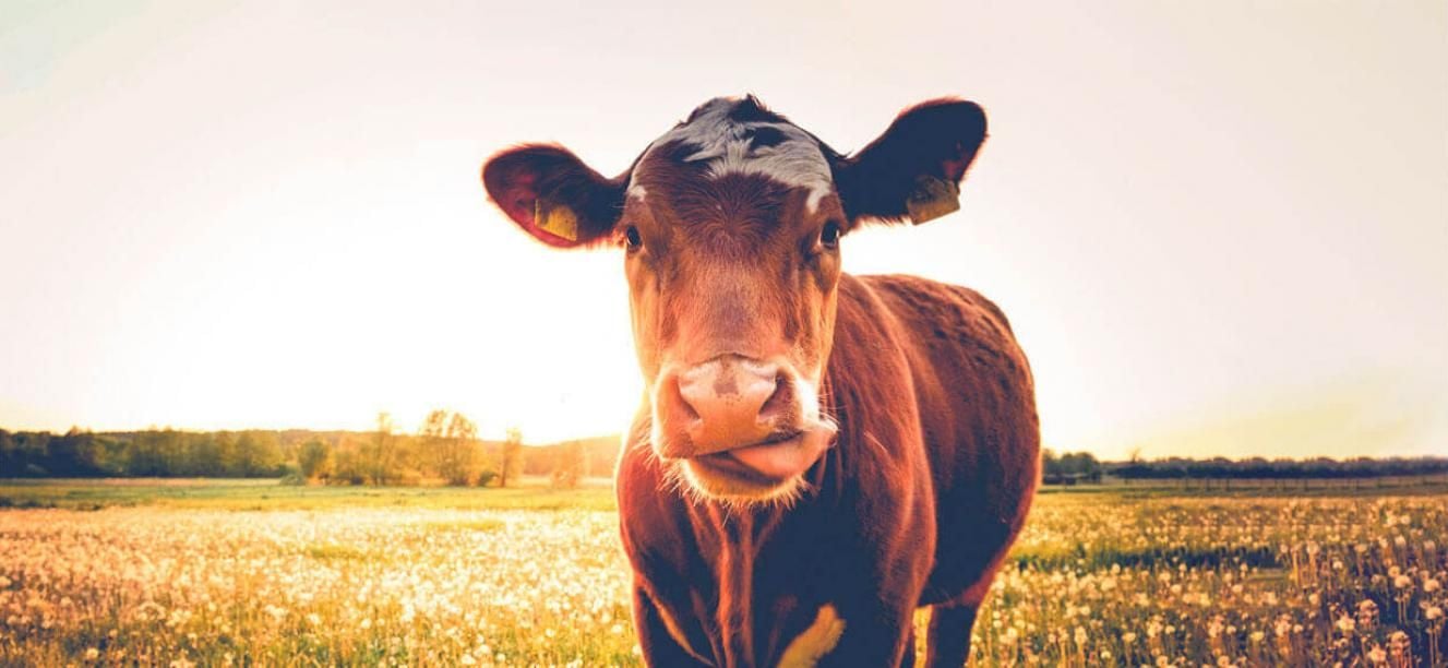 Ganadería sostenible